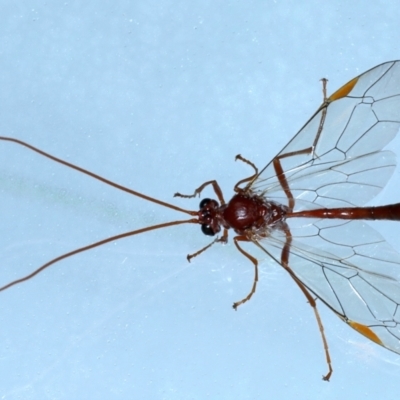 Megaceria pagana (Ctenopelmatinae parasitic wasp) at Ainslie, ACT - 7 Jun 2021 by jb2602