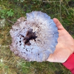 Calvatia cyathiformis at Chapman, ACT - 9 Jun 2021