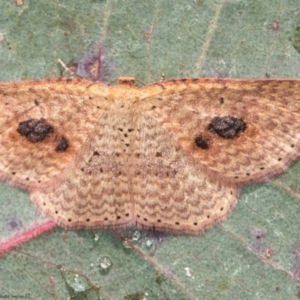 Epicyme rubropunctaria at Holt, ACT - 9 Jun 2021 02:16 PM