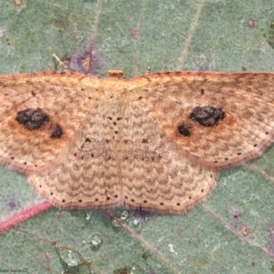 Epicyme rubropunctaria (Red-spotted Delicate) at Woodstock Nature Reserve - 9 Jun 2021 by Roger