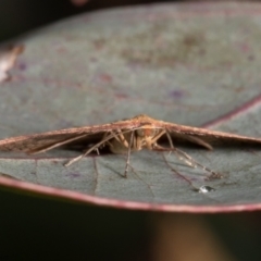 Epicyme rubropunctaria at Holt, ACT - 9 Jun 2021