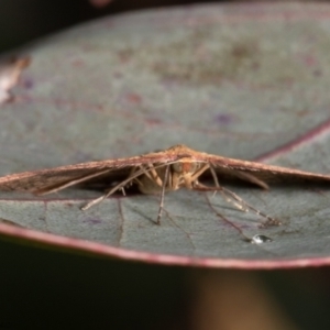 Epicyme rubropunctaria at Holt, ACT - 9 Jun 2021 02:16 PM