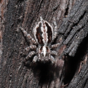 Euophryinae sp. (Mr Stripey) undescribed at Acton, ACT - suppressed