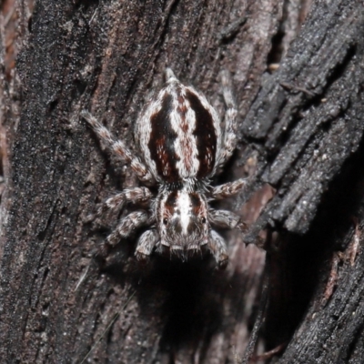 Euophryinae sp. (Mr Stripey) undescribed (Mr Stripey) at ANBG - 8 Jun 2021 by TimL