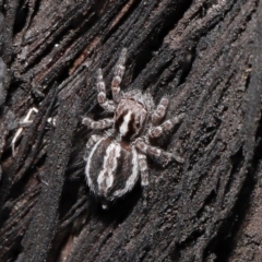 Euophryinae sp. (Mr Stripey) undescribed at Acton, ACT - 8 Jun 2021