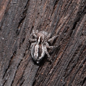 Euophryinae sp. (Mr Stripey) undescribed at Acton, ACT - 8 Jun 2021