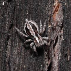 Euophryinae sp. (Mr Stripey) undescribed at Acton, ACT - 8 Jun 2021