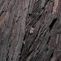 Euophryinae sp. (Mr Stripey) undescribed at Acton, ACT - 8 Jun 2021