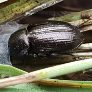 Adelium brevicorne at Molonglo River Reserve - 9 Jun 2021