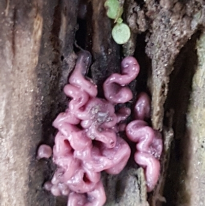 Ascocoryne sarcoides (Purple Jellydisc) at Molonglo River Reserve - 9 Jun 2021 by trevorpreston