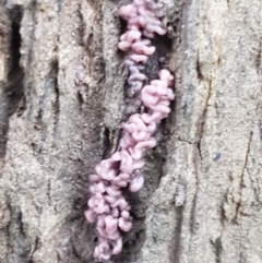 Ascocoryne sarcoides at Molonglo River Reserve - 9 Jun 2021 03:50 PM