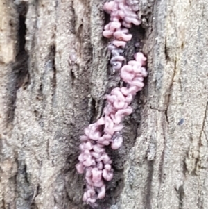 Ascocoryne sarcoides at Molonglo River Reserve - 9 Jun 2021 03:50 PM