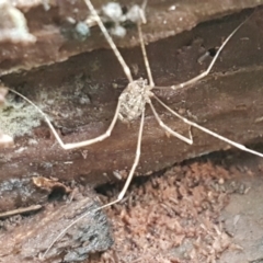 Opiliones (order) (Unidentified harvestman) at Denman Prospect, ACT - 9 Jun 2021 by tpreston