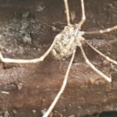 Opiliones (order) at Molonglo River Reserve - 9 Jun 2021 03:57 PM