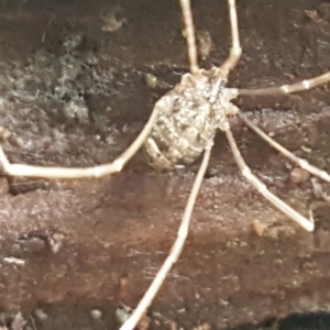 Opiliones (order) at Molonglo River Reserve - 9 Jun 2021