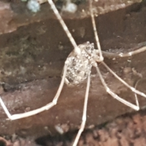 Opiliones (order) at Molonglo River Reserve - 9 Jun 2021 03:57 PM