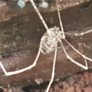 Opiliones (order) at Molonglo River Reserve - 9 Jun 2021