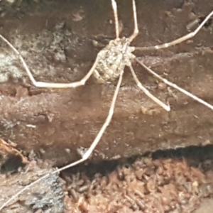 Opiliones (order) at Molonglo River Reserve - 9 Jun 2021