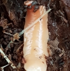 Australoplana alba (A flatworm) at Molonglo River Reserve - 9 Jun 2021 by tpreston