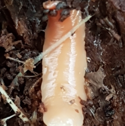 Australoplana alba (A flatworm) at Denman Prospect, ACT - 9 Jun 2021 by trevorpreston