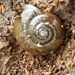 Oxychilus cellarius (Cellar Snail) at Denman Prospect, ACT - 9 Jun 2021 by trevorpreston