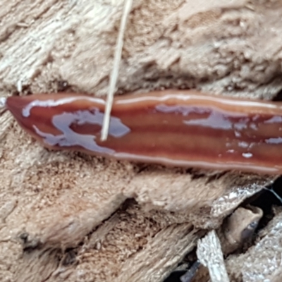 Anzoplana trilineata (A Flatworm) at Denman Prospect, ACT - 9 Jun 2021 by tpreston