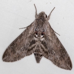 Agrius convolvuli (Convolvulus Hawk Moth) at Melba, ACT - 22 Oct 2020 by Bron