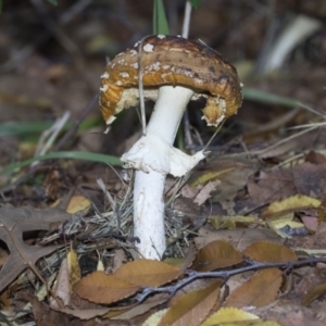 Amanita muscaria at Higgins, ACT - 9 Jun 2021 02:27 PM