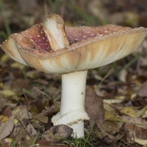 Amanita muscaria at Higgins, ACT - 9 Jun 2021 02:27 PM