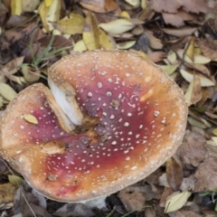 Amanita muscaria at Higgins, ACT - 9 Jun 2021 02:27 PM