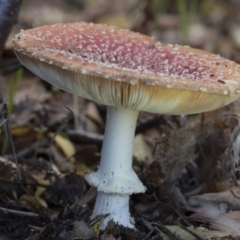 Amanita muscaria at Higgins, ACT - 9 Jun 2021 02:27 PM