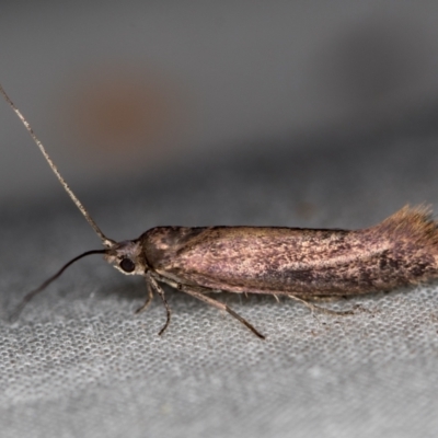 Tritymba unidentified species (Plutellid moth) at Melba, ACT - 22 Oct 2020 by Bron