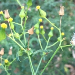 Senecio bathurstianus (Rough Fireweed) at Majura, ACT - 8 Jun 2021 by JaneR