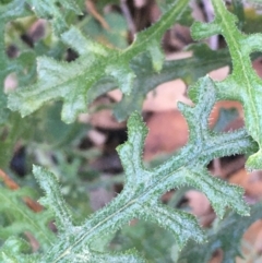 Senecio bathurstianus at Majura, ACT - 8 Jun 2021