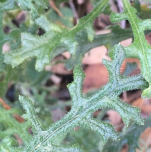 Senecio bathurstianus at Majura, ACT - 8 Jun 2021 03:29 PM