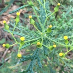 Senecio bathurstianus at Majura, ACT - 8 Jun 2021 03:29 PM