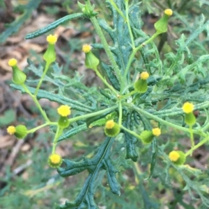 Senecio bathurstianus at Majura, ACT - 8 Jun 2021 03:29 PM