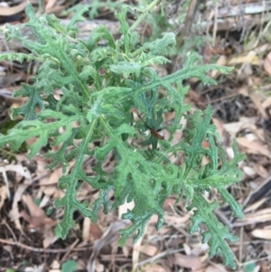 Senecio bathurstianus at Majura, ACT - 8 Jun 2021 03:29 PM