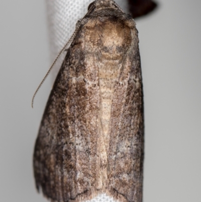 Stibaroma (genus) (A Line moth) at Melba, ACT - 22 Oct 2020 by Bron