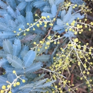 Acacia baileyana at Majura, ACT - 8 Jun 2021 03:21 PM