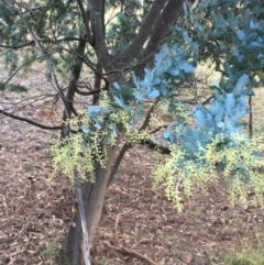 Acacia baileyana at Majura, ACT - 8 Jun 2021