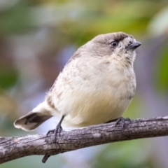 Aphelocephala leucopsis (Southern Whiteface) at Rendezvous Creek, ACT - 10 Apr 2021 by JohnHurrell