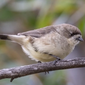 Aphelocephala leucopsis at Rendezvous Creek, ACT - 10 Apr 2021