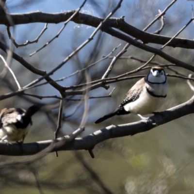 Stizoptera bichenovii (Double-barred Finch) at Stony Creek - 13 Apr 2021 by JohnHurrell