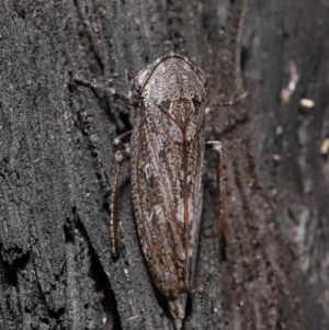 Cicadellidae (family) at Acton, ACT - 8 Jun 2021 11:54 AM