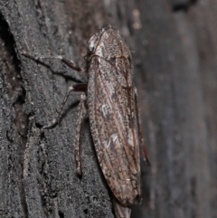 Cicadellidae (family) at Acton, ACT - 8 Jun 2021 11:54 AM