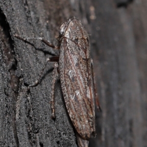 Cicadellidae (family) at Acton, ACT - 8 Jun 2021 11:54 AM