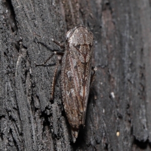 Cicadellidae (family) at Acton, ACT - 8 Jun 2021 11:54 AM