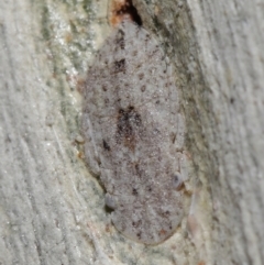 Ledrinae (subfamily) (A Flat-headed Leafhopper) at ANBG - 8 Jun 2021 by TimL