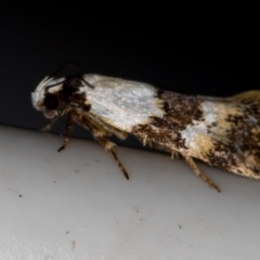 Euphiltra eroticella (A concealer moth) at Melba, ACT - 21 Oct 2020 by Bron